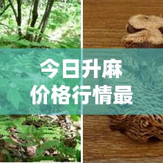今日升麻價(jià)格行情更新動(dòng)態(tài)