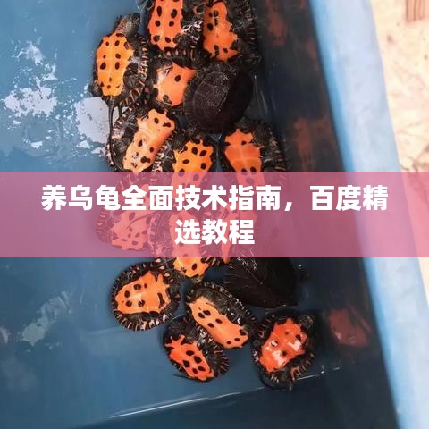 養(yǎng)烏龜全面技術指南，百度精選教程