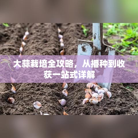 大蒜栽培全攻略，從播種到收獲一站式詳解