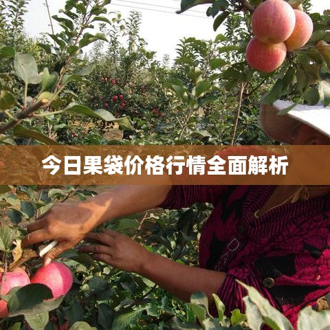 今日果袋價(jià)格行情全面解析