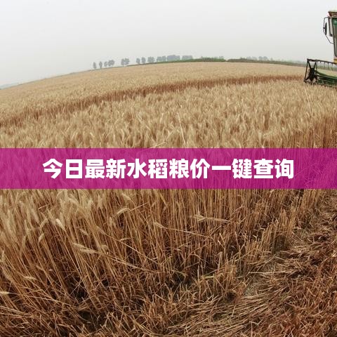 今日最新水稻糧價一鍵查詢
