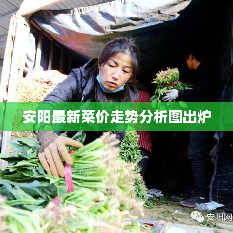 安陽(yáng)最新菜價(jià)走勢(shì)分析圖出爐