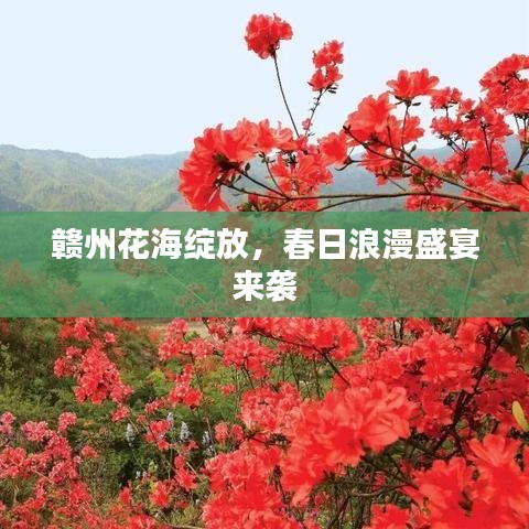 贛州花海綻放，春日浪漫盛宴來襲