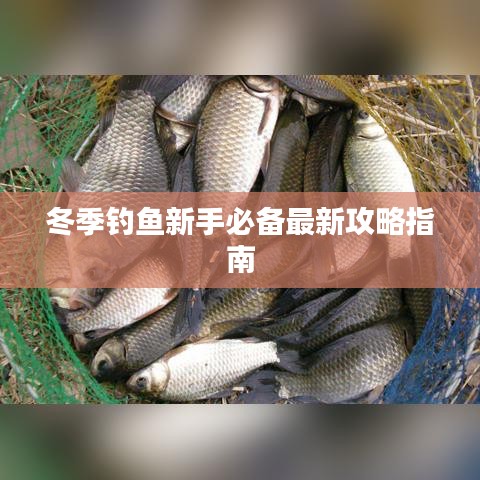 冬季釣魚新手必備最新攻略指南