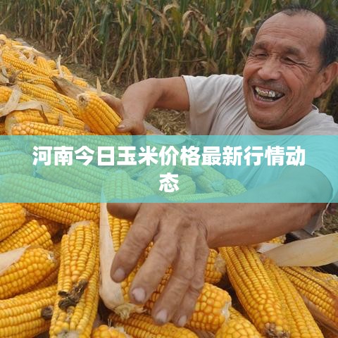 河南今日玉米價(jià)格最新行情動(dòng)態(tài)