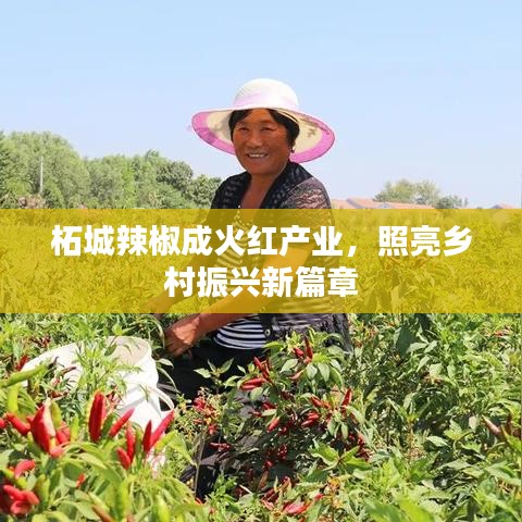 柘城辣椒成火紅產(chǎn)業(yè)，照亮鄉(xiāng)村振興新篇章
