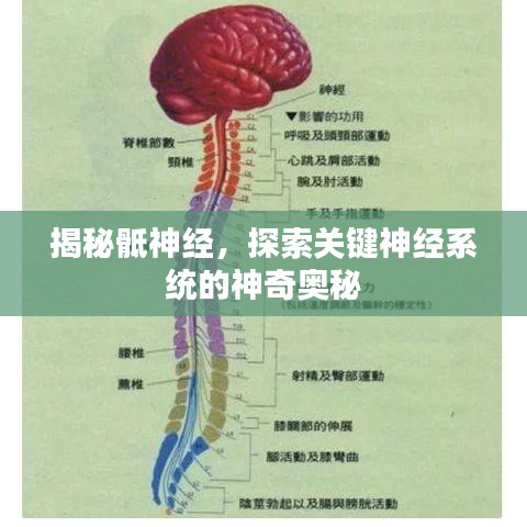 揭秘骶神經(jīng)，探索關(guān)鍵神經(jīng)系統(tǒng)的神奇奧秘