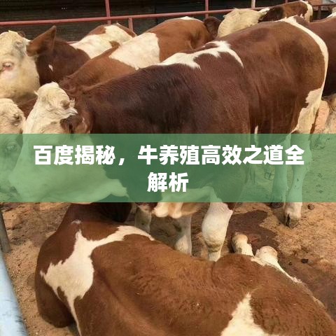 百度揭秘，牛養(yǎng)殖高效之道全解析