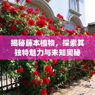 揭秘藤本植物，探索其獨(dú)特魅力與未知奧秘