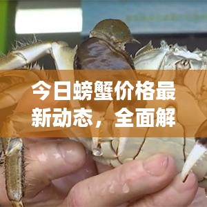 今日螃蟹價(jià)格最新動(dòng)態(tài)，全面解析與市場(chǎng)趨勢(shì)