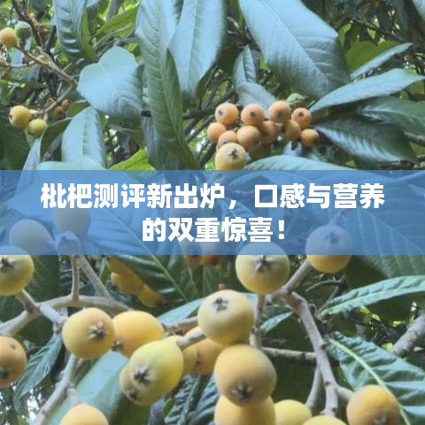 枇杷測評新出爐，口感與營養(yǎng)的雙重驚喜！