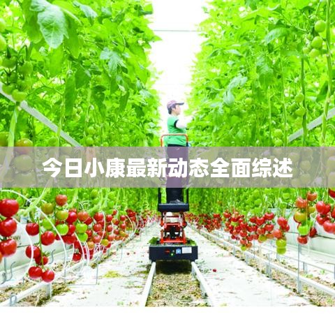 今日小康最新動態(tài)全面綜述