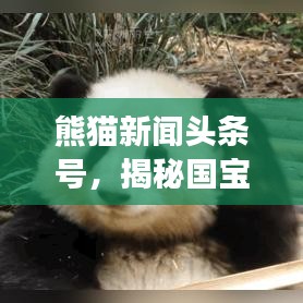 熊貓新聞?lì)^條號(hào)，揭秘國(guó)寶世界的奇妙之旅