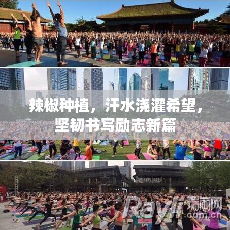 辣椒種植，汗水澆灌希望，堅(jiān)韌書(shū)寫(xiě)勵(lì)志新篇