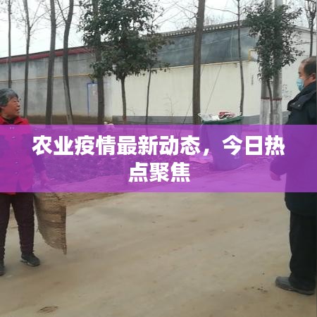 農(nóng)業(yè)疫情最新動(dòng)態(tài)，今日熱點(diǎn)聚焦