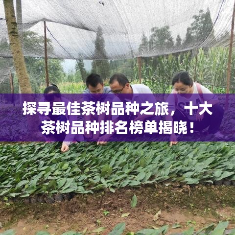 探尋最佳茶樹(shù)品種之旅，十大茶樹(shù)品種排名榜單揭曉！