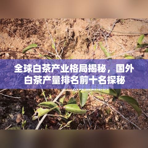 全球白茶產(chǎn)業(yè)格局揭秘，國外白茶產(chǎn)量排名前十名探秘