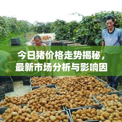 今日豬價格走勢揭秘，最新市場分析與影響因素探討