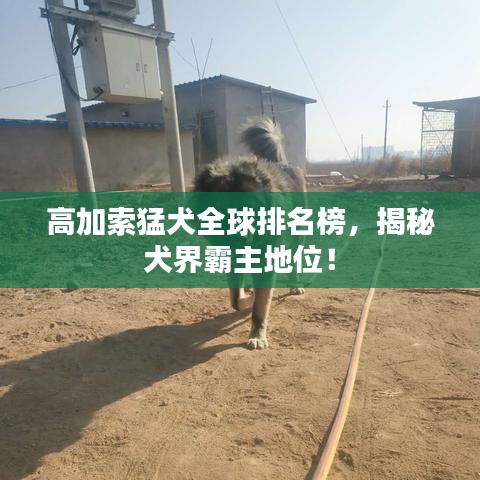 高加索猛犬全球排名榜，揭秘犬界霸主地位！