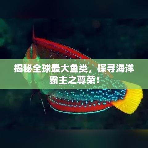 揭秘全球最大魚類，探尋海洋霸主之尊榮！