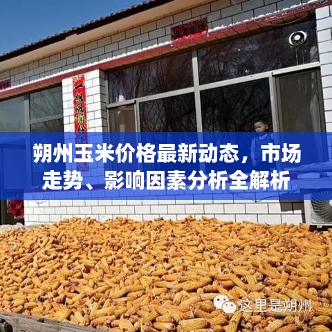 朔州玉米價格最新動態(tài)，市場走勢、影響因素分析全解析