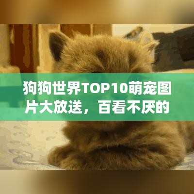 狗狗世界TOP10萌寵圖片大放送，百看不厭的可愛排名展示