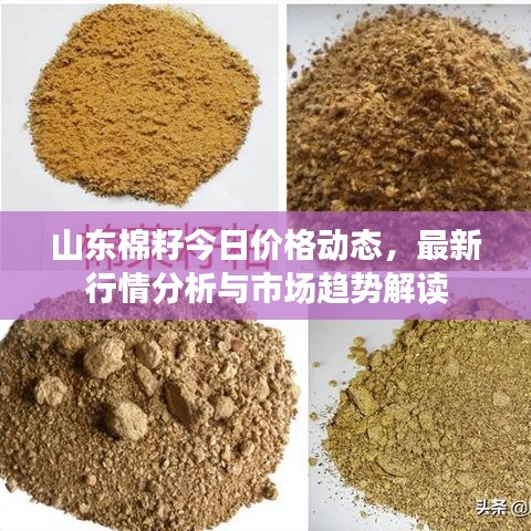山東棉籽今日價(jià)格動態(tài)，最新行情分析與市場趨勢解讀
