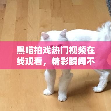 黑喵拍戲熱門視頻在線觀看，精彩瞬間不容錯(cuò)過！