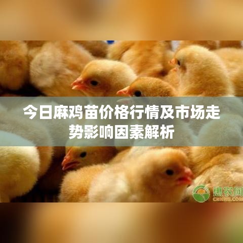 今日麻雞苗價格行情及市場走勢影響因素解析