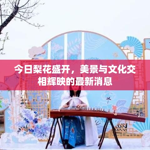 今日梨花盛開，美景與文化交相輝映的最新消息