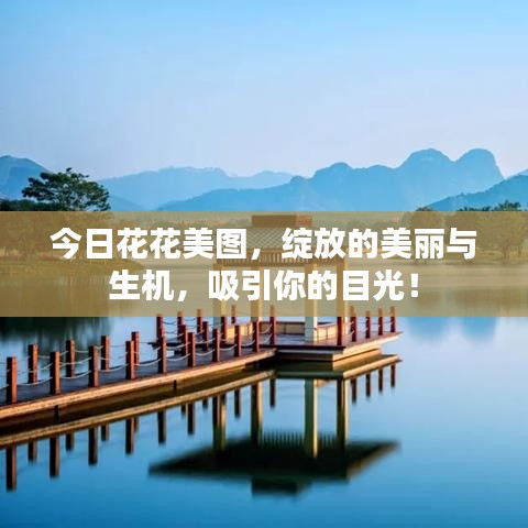 今日花花美圖，綻放的美麗與生機(jī)，吸引你的目光！