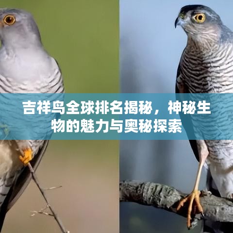 吉祥鳥全球排名揭秘，神秘生物的魅力與奧秘探索