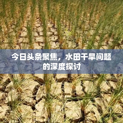 今日頭條聚焦，水田干旱問題的深度探討