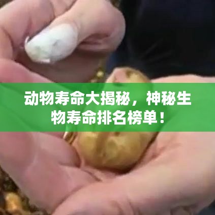 動(dòng)物壽命大揭秘，神秘生物壽命排名榜單！