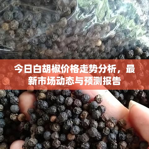 今日白胡椒價(jià)格走勢(shì)分析，最新市場動(dòng)態(tài)與預(yù)測報(bào)告