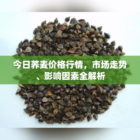 今日蕎麥價(jià)格行情，市場走勢、影響因素全解析