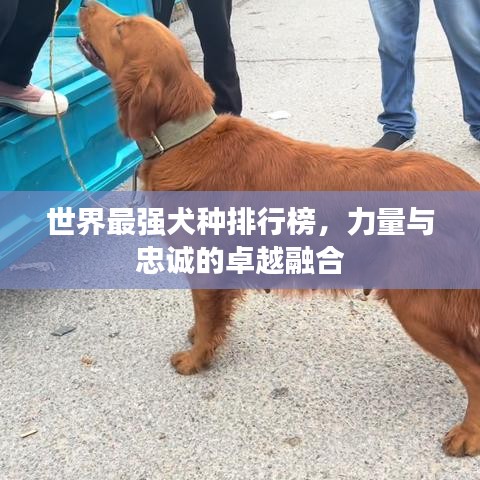 世界最強犬種排行榜，力量與忠誠的卓越融合