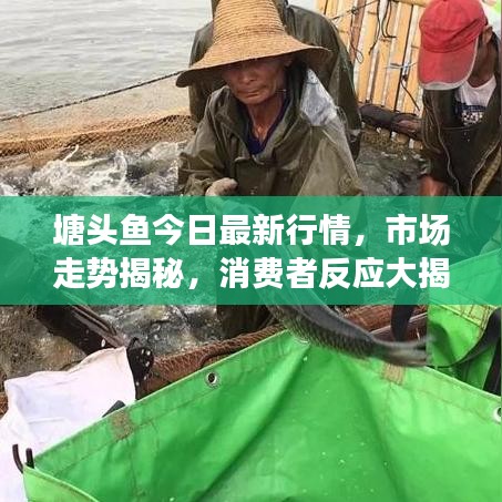 塘頭魚今日最新行情，市場走勢揭秘，消費(fèi)者反應(yīng)大揭秘！