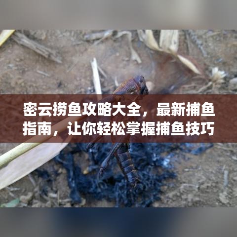 密云撈魚攻略大全，最新捕魚指南，讓你輕松掌握捕魚技巧！