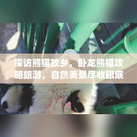 探訪熊貓故鄉(xiāng)，臥龍熊貓攻略旅游，自然美景盡收眼底