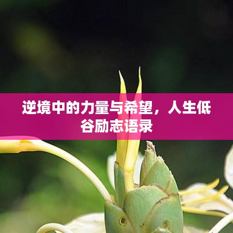 逆境中的力量與希望，人生低谷勵(lì)志語(yǔ)錄