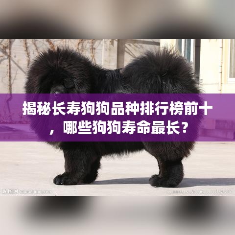 揭秘長(zhǎng)壽狗狗品種排行榜前十，哪些狗狗壽命最長(zhǎng)？