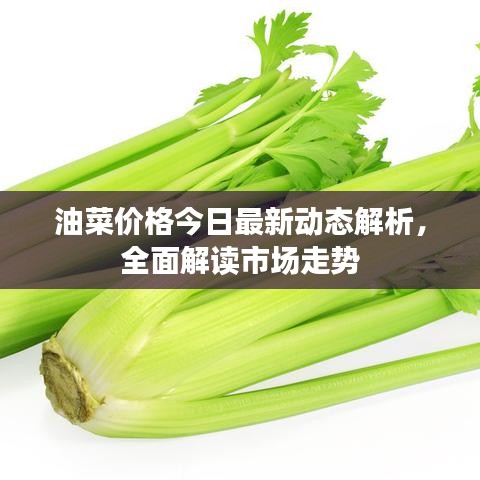 油菜價(jià)格今日最新動(dòng)態(tài)解析，全面解讀市場(chǎng)走勢(shì)