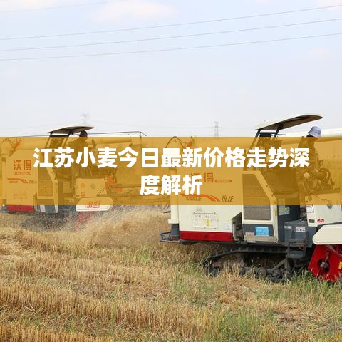 江蘇小麥今日最新價格走勢深度解析