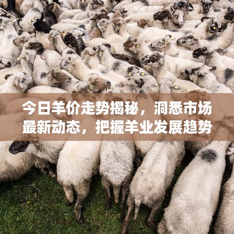 今日羊價(jià)走勢揭秘，洞悉市場最新動態(tài)，把握羊業(yè)發(fā)展趨勢