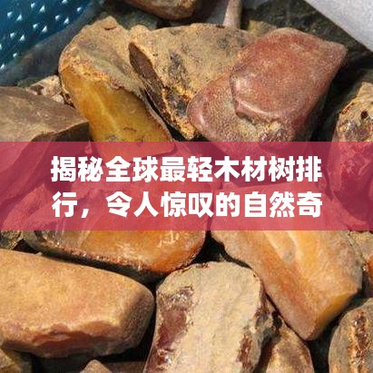 揭秘全球最輕木材樹排行，令人驚嘆的自然奇跡！