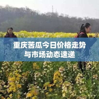 重慶苦瓜今日價格走勢與市場動態(tài)速遞
