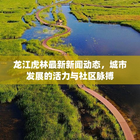 龍江虎林最新新聞動態(tài)，城市發(fā)展的活力與社區(qū)脈搏