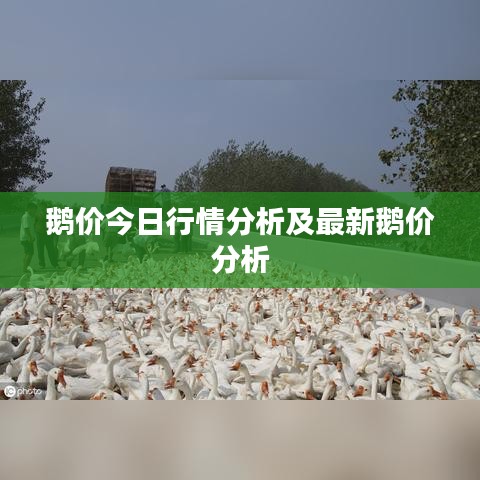 鵝價(jià)今日行情分析及最新鵝價(jià)分析