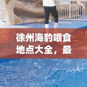 徐州海豹喂食地點大全，最新查詢指南